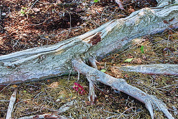 Image showing Tree roots