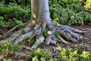 Image showing Tree roots