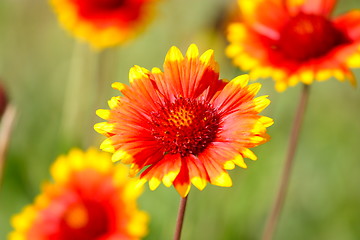 Image showing Red flower