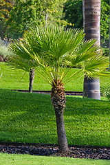 Image showing  palm tree in the park