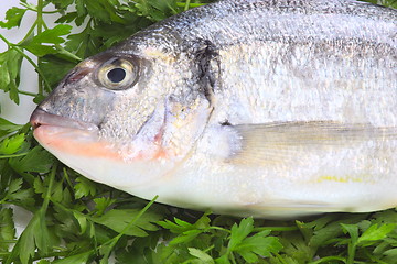 Image showing Pacific fresh fish background