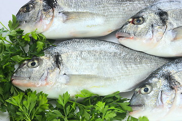 Image showing Pacific fresh fish background