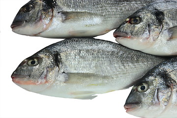Image showing Pacific fresh fish