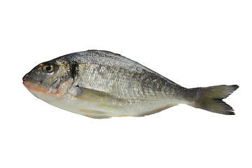 Image showing fish isolated on white