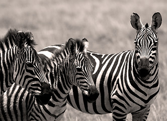 Image showing Zebras