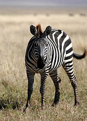 Image showing Zebra