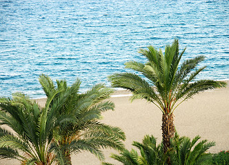 Image showing Palms on beach