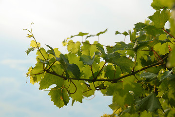 Image showing Vine leaves