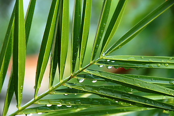 Image showing Palm with water drops