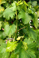 Image showing Vine leaves