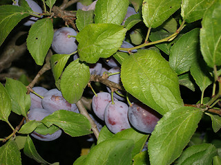 Image showing plum