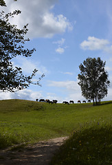 Image showing Horse grazing