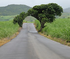 Image showing Road through Natural arch of two mango trees