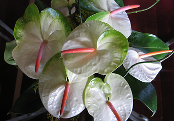 Image showing Anthurium flower decoration