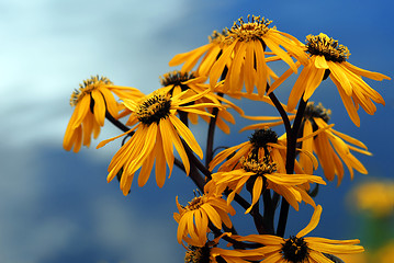 Image showing Yellow flower