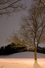 Image showing Light Post behind the Tree, Winter Scene