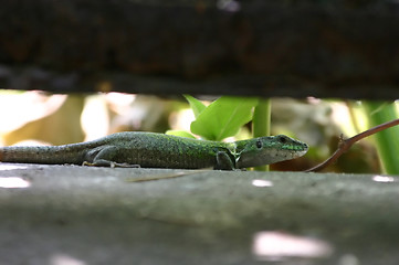 Image showing Lizard