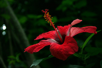 Image showing Red Flower