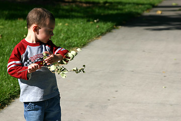 Image showing Tearing off the Leaves