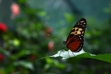 Image showing Butterfly on Leaf