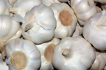 Image showing Garlic 01