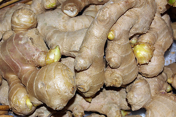 Image showing Ginger 01