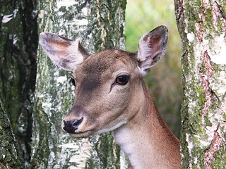 Image showing Fallow deer