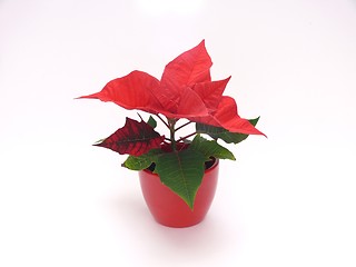 Image showing Poinsettia