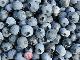 Image showing Blueberry