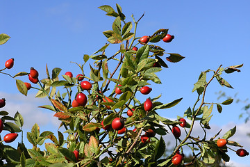 Image showing wild rose