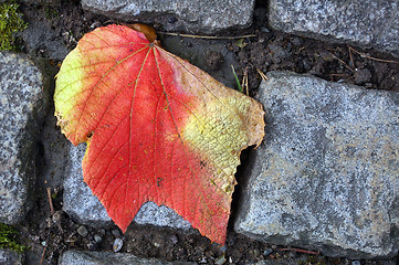 Image showing Autumn Path 02