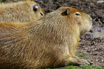 Image showing Capybara 01