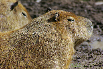 Image showing Capybara (Hydrochoerus hydrochaeris) 02