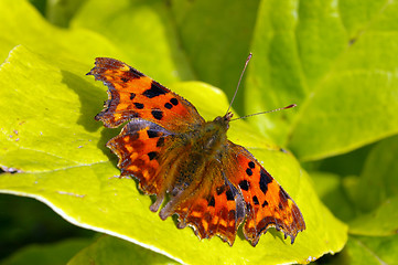 Image showing Comma Butterfly 15