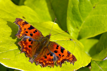 Image showing Comma Butterfly 16