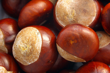 Image showing Conkers 01