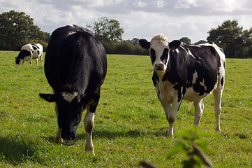 Image showing Cows 02