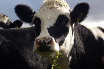 Image showing Cows 03