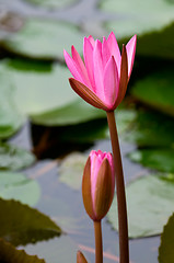 Image showing Pink water lily