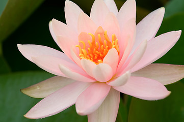 Image showing Pink water lily