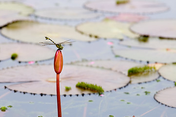 Image showing Dragonfly on bud