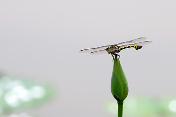 Image showing Dragonfly on bud