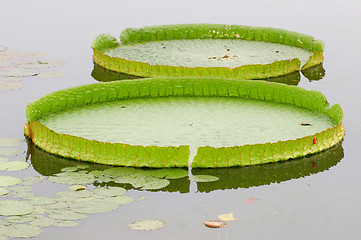 Image showing Lotus leafs