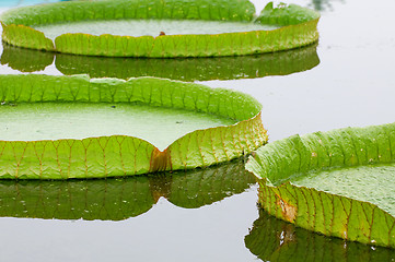 Image showing Lotus leafs