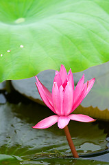 Image showing Pink water lily