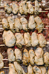 Image showing Oysters