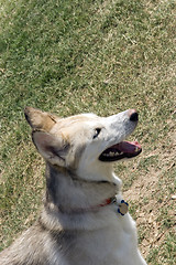 Image showing Husky