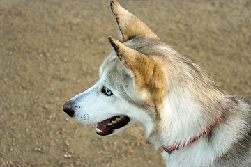 Image showing Husky Portrait