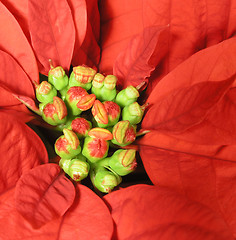 Image showing Poinsettia Macro