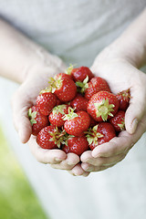 Image showing Holding fresh strawberries.